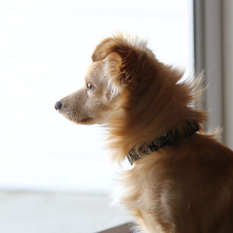 Andre El Photography | Senior portraits in Delaware | A blond dog looks out the window.